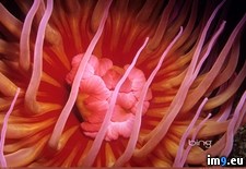Tags: america, anemone, coast, corbis, north, ocean, pacific, rose, spotted, white (Pict. in Best photos of March 2013)