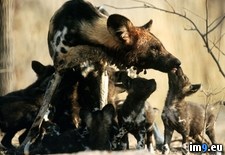 Tags: dog, feast, wild (Pict. in National Geographic Photo Of The Day 2001-2009)