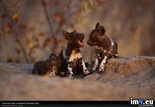 Tags: botswana, dog, pups, wild (Pict. in National Geographic Photo Of The Day 2001-2009)