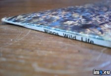 Tags: life, wild (Pict. in new 1)