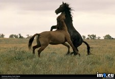 Tags: dakota, mustangs, south, wild (Pict. in National Geographic Photo Of The Day 2001-2009)