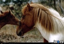 Tags: ponies, wild (Pict. in National Geographic Photo Of The Day 2001-2009)