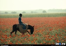 Tags: field, poppy, wild (Pict. in National Geographic Photo Of The Day 2001-2009)