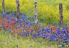 Tags: fenceline, texas, wildflowers (Pict. in Beautiful photos and wallpapers)