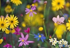 Tags: africa, nieuwoudtville, south, wildflowers (Pict. in Beautiful photos and wallpapers)