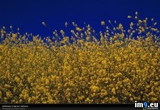 Tags: california, sky, wildflowers (Pict. in National Geographic Photo Of The Day 2001-2009)