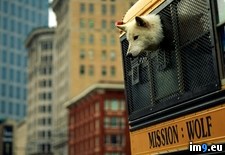 Tags: bus, wolf (Pict. in National Geographic Photo Of The Day 2001-2009)