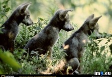 Tags: pups, wolf (Pict. in National Geographic Photo Of The Day 2001-2009)