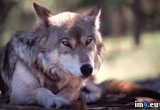 Tags: resting, wolf (Pict. in 1920x1200 wallpapers HD)