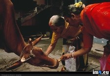 Tags: cow, pet, women (Pict. in National Geographic Photo Of The Day 2001-2009)