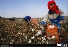 Tags: china, cotton, picking, women (Pict. in National Geographic Photo Of The Day 2001-2009)