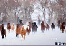 Tags: american, corbis, driving, horses, quarter, winter, wranglers, wyoming (Pict. in December 2012 HD Wallpapers)