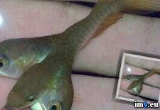 Tags: asian, fish, headed, wtf (Pict. in My r/WTF favs)