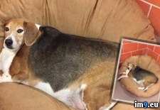 Tags: animal, beagle, chicago, control, pound, surrendered, wtf (Pict. in My r/WTF favs)