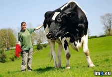 Tags: chilli, cow, giant, named, tons, weighs, wtf (Pict. in My r/WTF favs)