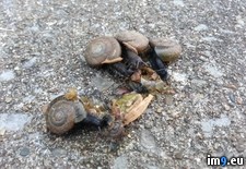 Tags: eating, fallen, grouping, member, snails, wtf (Pict. in My r/WTF favs)