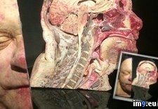 Tags: anatomy, cut, head, human, preserved, show, wtf (Pict. in My r/WTF favs)