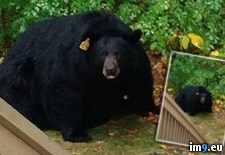 Tags: bear, fat, ridiculously, simsbury, spotted, wtf (Pict. in My r/WTF favs)