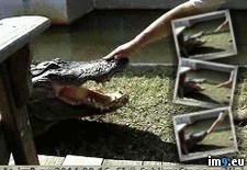 Tags: alligator, stupid, taste, wtf (GIF in My r/WTF favs)