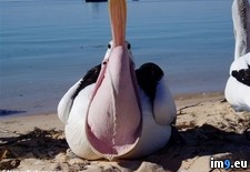 Tags: angle, freaky, pelican, stranger, wtf (Pict. in My r/WTF favs)