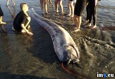 Tags: breed, cali, oarfish, rare, sea, serpent, wtf (Pict. in My r/WTF favs)
