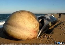 Tags: apparently, dies, enormous, size, swell, tongues, washes, whale, wtf (Pict. in My r/WTF favs)