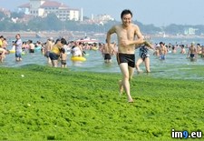 Tags: algae, beach, china, covered, green, qingdao, wtf (Pict. in My r/WTF favs)