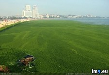 Tags: algae, beach, china, covered, green, qingdao, wtf (Pict. in My r/WTF favs)