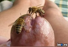 Tags: bees, insecttorture, lapping, wtf (Pict. in My r/WTF favs)