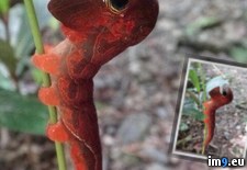 Tags: australia, big, caterpillar, guinea, headed, imperialis, islands, papua, phyllodes, solomon, wtf (Pict. in My r/WTF favs)