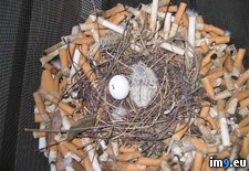 Tags: bird, city, nest, wtf (Pict. in My r/WTF favs)