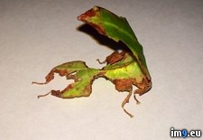 Tags: bug, leaf, pretending, wtf (Pict. in My r/WTF favs)