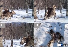 Tags: attacking, camera, captures, deer, eagle, trap, wtf (Pict. in My r/WTF favs)