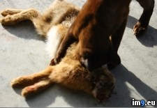 Tags: cat, wtf (Pict. in My r/WTF favs)