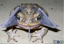 Tags: bat, cane, eating, toad, wtf (Pict. in My r/WTF favs)