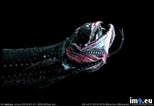 Tags: abyss, creatures, living, mariana, trench, wtf (Pict. in My r/WTF favs)