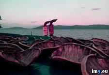 Tags: board, boat, chinese, dead, dying, intercepted, marine, maritime, philippine, police, turtles, wtf (Pict. in My r/WTF favs)