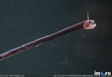 Tags: but, creatures, deep, interesting, sea, wtf (Pict. in My r/WTF favs)