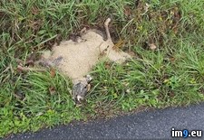Tags: deer, edge, killed, nature, property, rid, wondering, wtf (Pict. in My r/WTF favs)