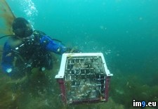 Tags: cage, cat, divers, drown, left, locked, ocean, wtf (Pict. in My r/WTF favs)