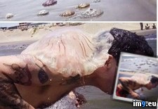 Tags: pain, wtf (Pict. in My r/WTF favs)