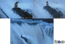 Tags: bosnia, dog, waterfall, wtf (Pict. in My r/WTF favs)