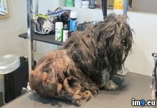 Tags: dog, filth, pounds, saved, wtf (Pict. in My r/WTF favs)