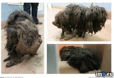 Tags: dog, filth, pounds, saved, wtf (Pict. in My r/WTF favs)