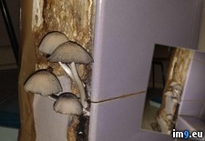 Tags: eat, mushrooms, shower, wtf (Pict. in My r/WTF favs)