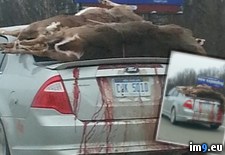 Tags: deer, driving, michigan, season, wtf (Pict. in My r/WTF favs)