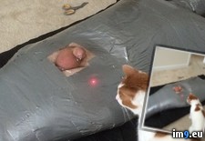 Tags: cat, duct, laser, pointer, scissors, tape, wtf (Pict. in My r/WTF favs)