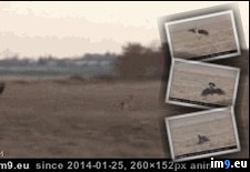 Tags: deer, eagle, takes, wtf (GIF in My r/WTF favs)