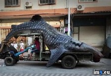 Tags: caught, chinese, driven, endangered, fishermen, illegally, market, shark, whale, wtf (Pict. in My r/WTF favs)