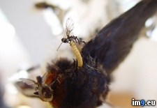 Tags: evil, fairy, insect, taxidermy, wtf (Pict. in My r/WTF favs)